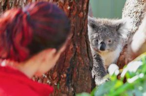 Australia - Port Stephens Wildlife Park1