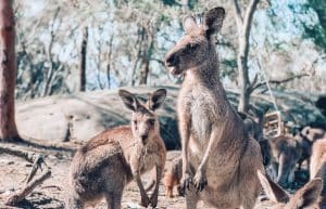 Australia - Wildlife Animal Sanctuary10