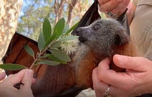 Australia - Wildlife Animal Sanctuary7