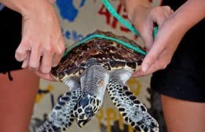 Bali - Bali Sea Turtle Rescue12