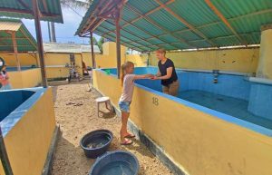 Bali - Family-Friendly Sea Turtle Rescue6