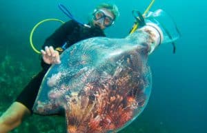 Belize - Private Island Marine Experience6