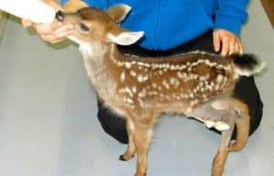 Canada - Wildlife Care and Rehabilitation12