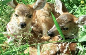 Canada - Wildlife Care and Rehabilitation9