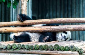 China - Giant Panda Center12