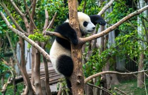 China - Giant Panda Center8