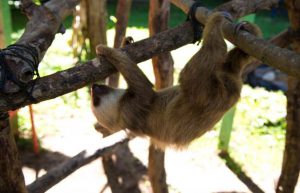 Costa Rica - Animal Rescue and Conservation22