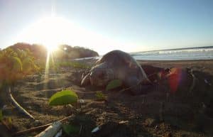 Costa Rica - Sea Turtle Conservation13