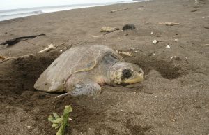 Costa Rica - Sea Turtle Conservation24