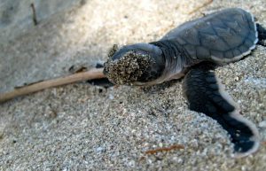 Costa Rica - Sea Turtle Conservation9