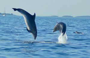 Croatia - Bottlenose Dolphin Conservation2