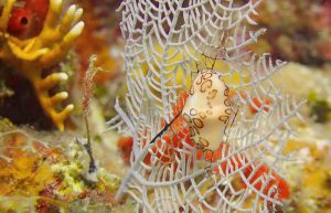 Cuba - Island Seaside Conservation12