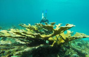 Cuba - Island Seaside Conservation34