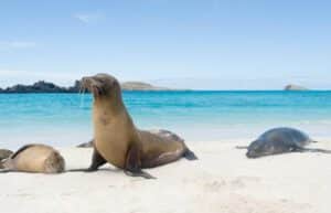 Ecuador - Giant Tortoise and Sea Turtle Conservation in the Galápagos11