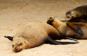 Ecuador - Giant Tortoise and Sea Turtle Conservation in the Galápagos14