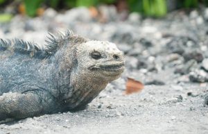 Ecuador - Giant Tortoise and Sea Turtle Conservation in the Galápagos24