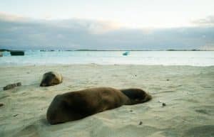 Ecuador - Giant Tortoise and Sea Turtle Conservation in the Galápagos28