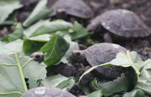 Ecuador - Giant Tortoise and Sea Turtle Conservation in the Galápagos34