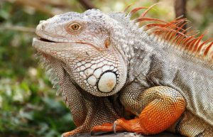 Ecuador - Giant Tortoise and Sea Turtle Conservation in the Galápagos4