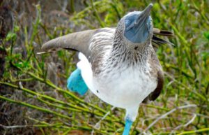 Ecuador - Giant Tortoise and Sea Turtle Conservation in the Galápagos7