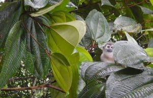 Ecuador - Rainforest Monkey Sanctuary15