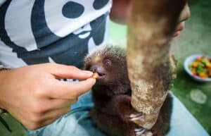 Ecuador - Wild Animal Rescue Shelter1