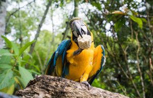 Ecuador - Wild Animal Rescue Shelter13