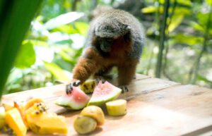 Ecuador - Wild Animal Rescue Shelter15