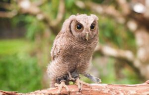 Ecuador - Wild Animal Rescue Shelter17