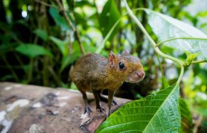 Ecuador - Wild Animal Rescue Shelter23