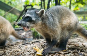 Ecuador - Wild Animal Rescue Shelter25