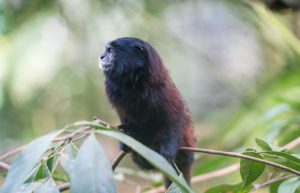 Ecuador - Wild Animal Rescue Shelter27