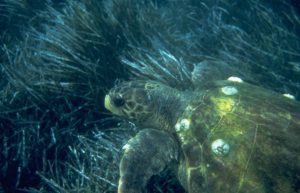 Greece - Mediterranean Sea Turtle Conservation12