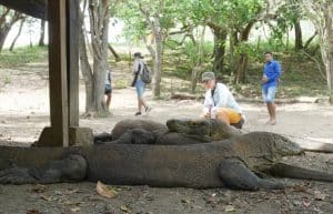 Indonesia - Komodo Dragon Conservation11