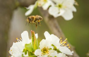 Ireland - Under 18 Bees and Biodiversity Conservation5