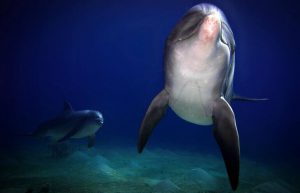 Israel - Coral Reef Conservation4