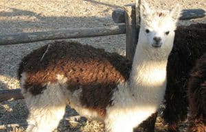 Israel - Desert Alpaca Farm17