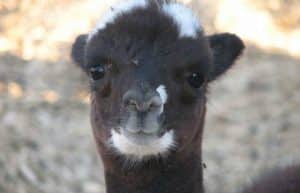 Israel - Desert Alpaca Farm3