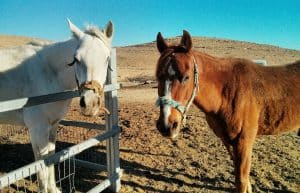 Israel - Desert Alpaca Farm4