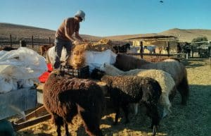 Israel - Desert Alpaca Farm5