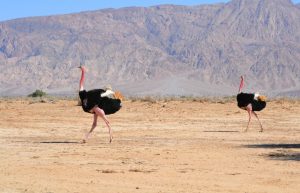 Israel - Desert Wildlife Program15