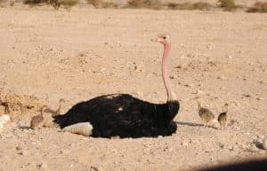 Israel - Desert Wildlife Program27