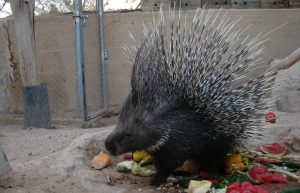 Israel - Desert Wildlife Program35