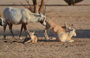 Israel - Desert Wildlife Program42