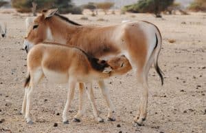 Israel - Desert Wildlife Program43