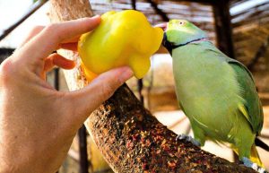 Israel - Desert Wildlife Program6