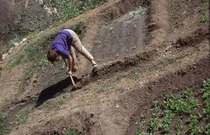 Israel - Sataf Ancient Agriculture12