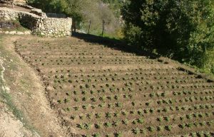 Israel - Sataf Ancient Agriculture8