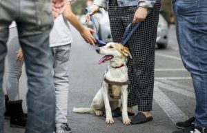 Israel - Tel Aviv Animal Shelter24