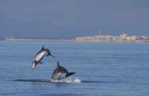 Italy - Dolphin and Marine Life Conservation in Sardinia12